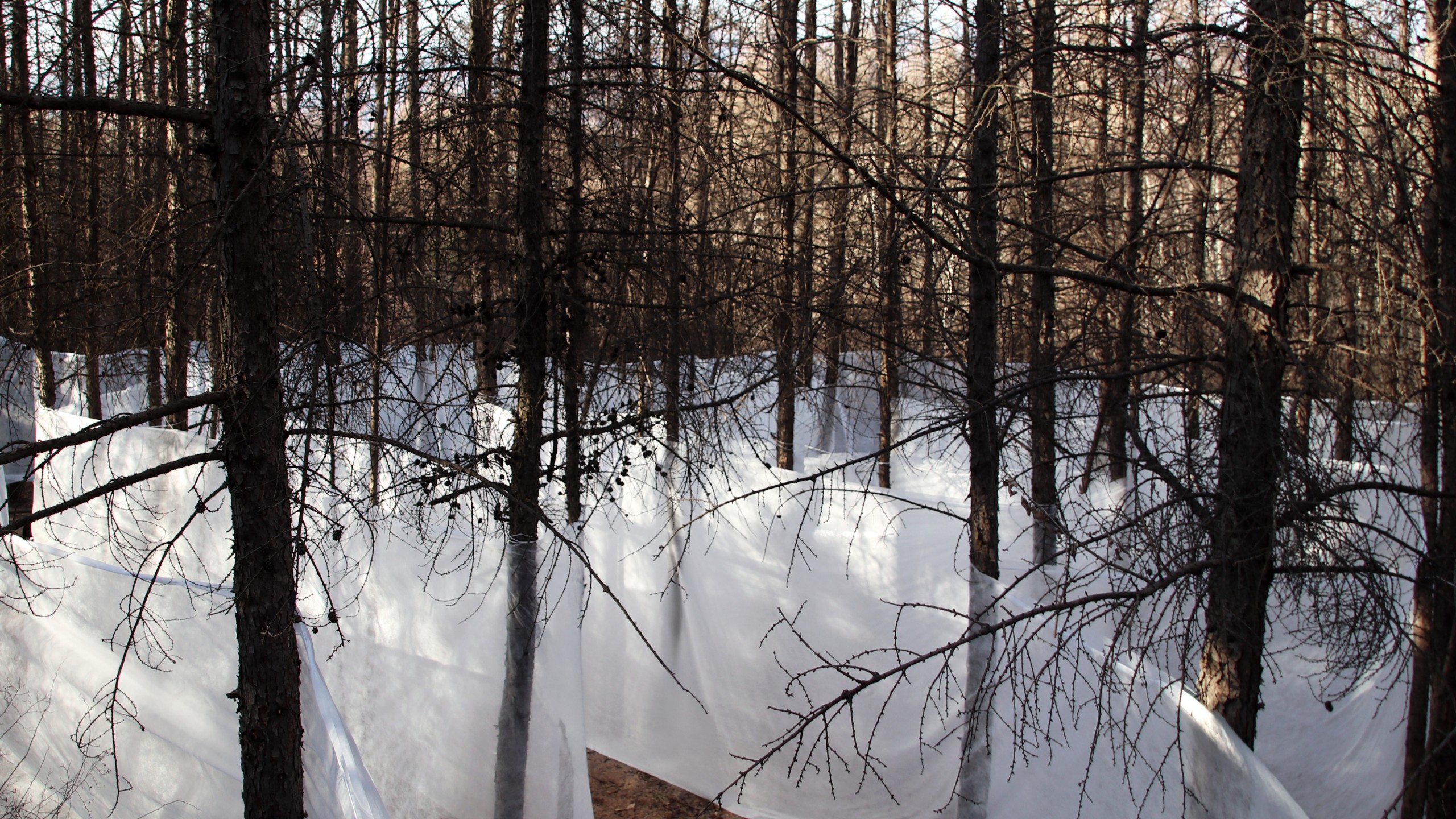 Translucent ice walls running between bare trees on a snowy forest slope at Jinshanling