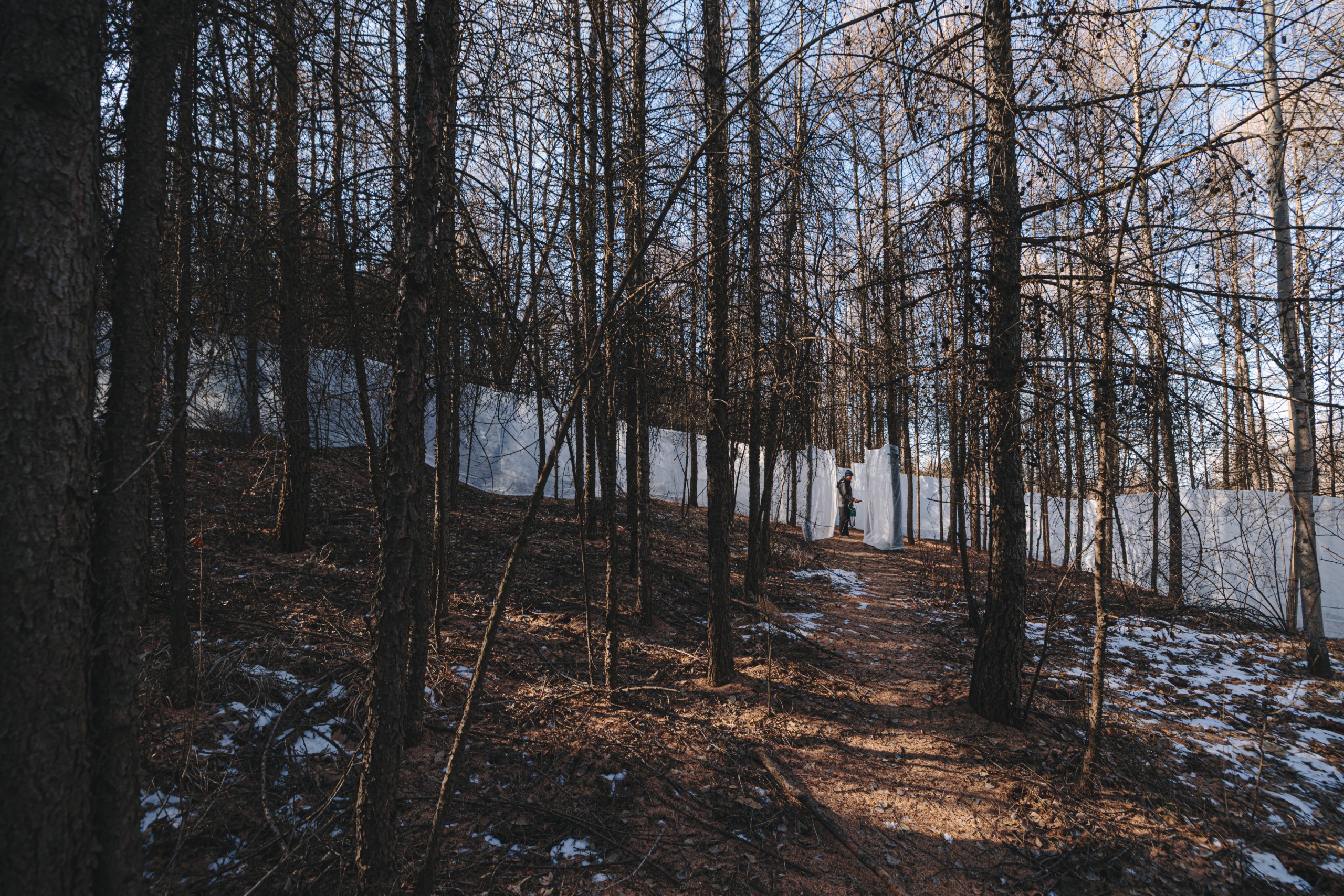 A hiking path through the forest with white ice walls set back among the tree trunks
