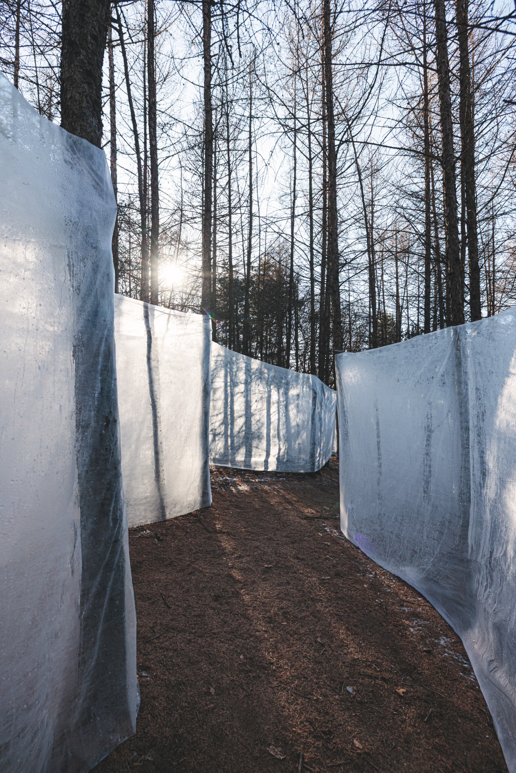 Curved ice walls forming a narrow corridor between trees in winter sun