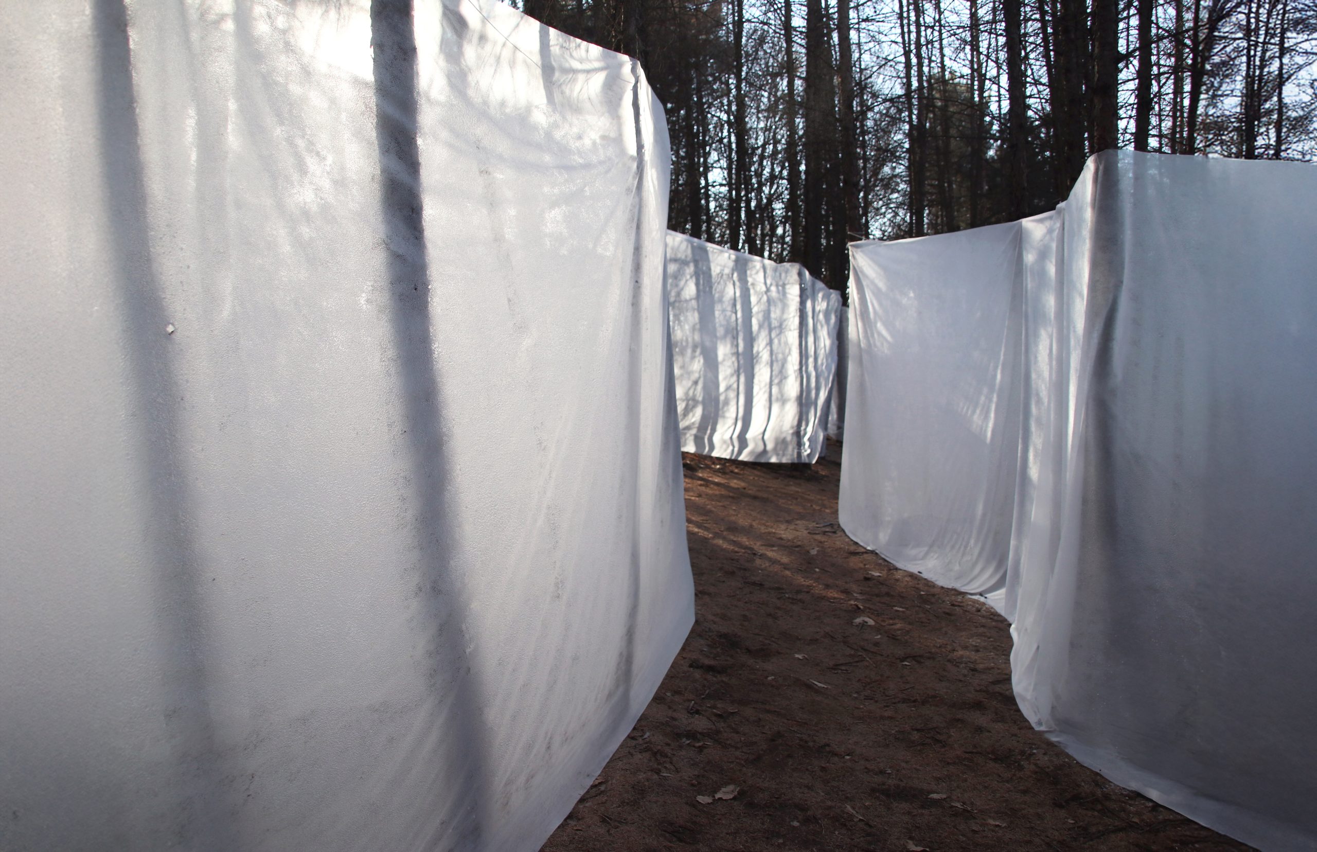 Semi-transparent ice walls standing between tree trunks along a forest path