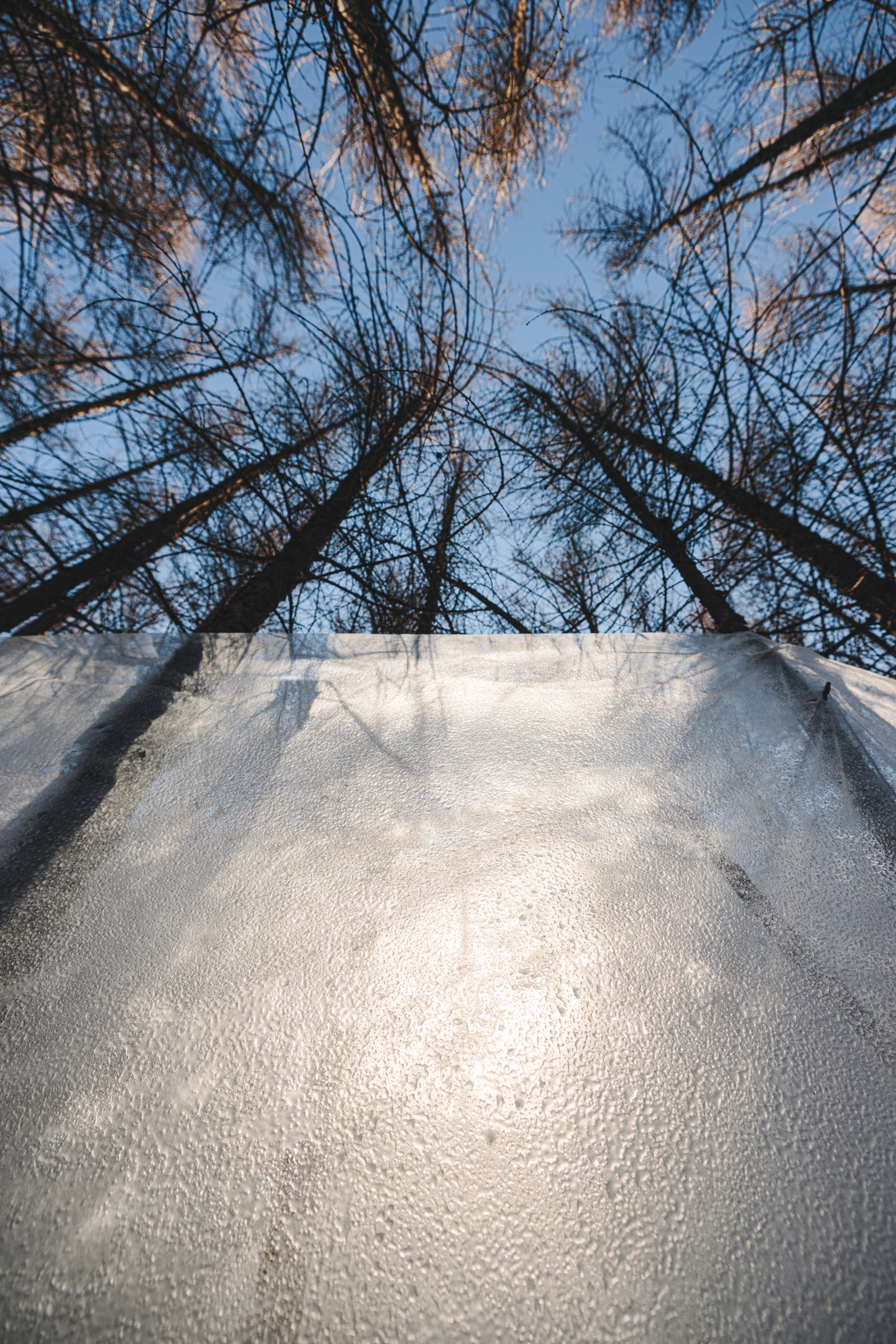 View looking up past the top of an ice wall to the tree canopy and blue sky