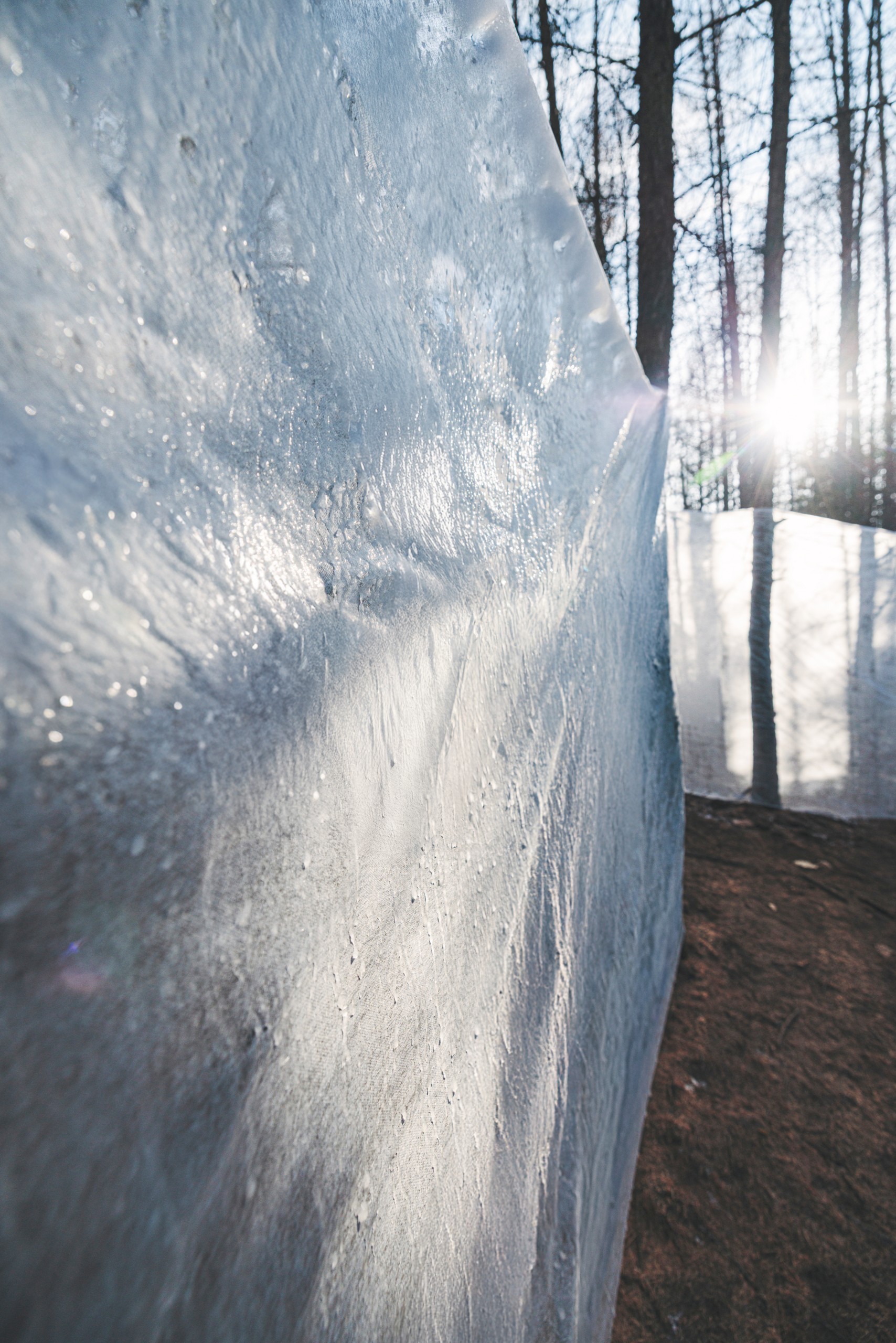Sunlight shining through the edge of a frosted ice wall among trees